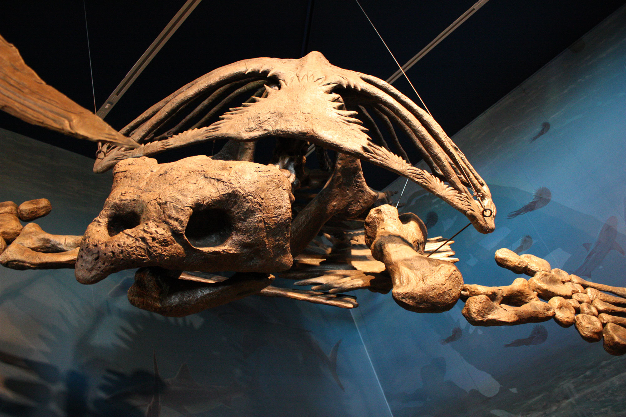 A giant turtle fossil cast hangs from a ceiling with underwater graphics on the background
