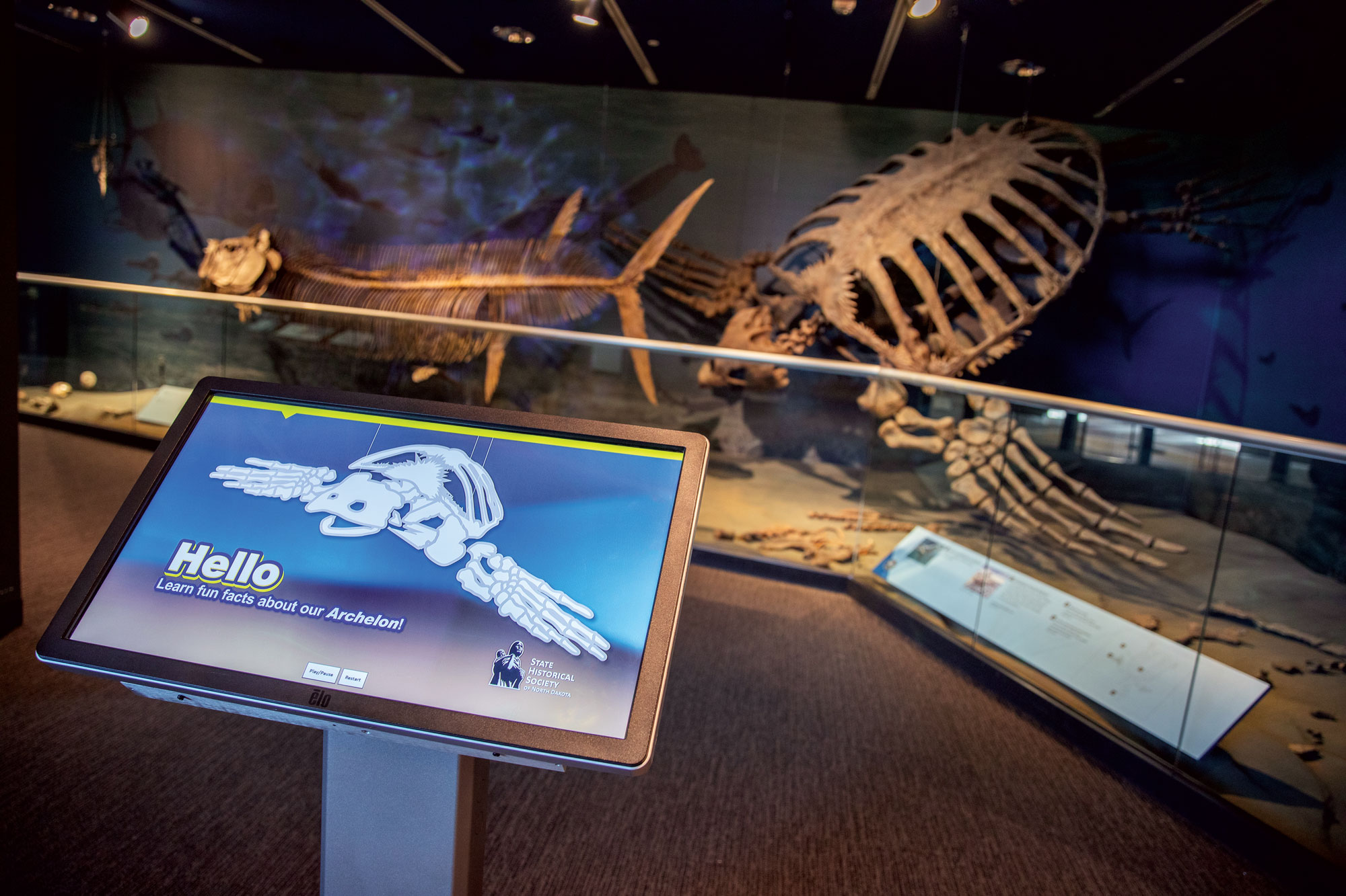 A touch screen table with a graphic of a turtle fossil on it sits in front of a giant sea turtle fossil cast exhibit display